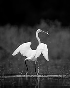 Great Egret with Two Fish Photograph by Jeff Phillippi Great Egret with Two Fish Photograph by Jeff Phillippi