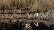 Great Egret's flight to a new position Photograph by Torbjorn Swenelius