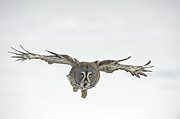 Great Gray Owl Flying Photograph by Jan Vermeer