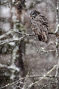 Great Gray weathering the storm Photograph by Rudy Viereckl