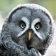 Great Grey owl closeup Photograph by Jane Rix