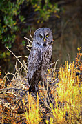Great Grey Owl Portrait Photograph by Greg Norrell Great Grey Owl Portrait Photograph by Greg Norrell