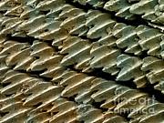 Great Hammerhead Shark Skin, Sem Photograph by Ted Kinsman
