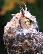 Great Horned Owl Portrait Photograph by William Selander