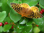 Great Spangled Fritillary Photograph by Azthet Photography