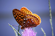 Great Spangled Fritillary Photograph by Randy Bodkins
