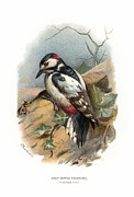 Great Spotted Woodpecker Restored Digital Art by Sapiens Verbum