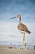 Greater Yellow Legs at Rachel Carson Estuarine Reserve Photograph by Bob Decker