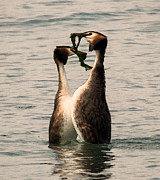 Grebe courtship dance - 1 Photograph by Claudio Maioli