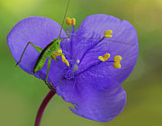 Green and Purple Photograph by Robert Charity