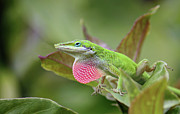 Green Anole Photograph by Terri Mills
