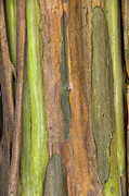 Green Bark 3 Photograph by Werner Padarin Green Bark 3 Photograph by Werner Padarin