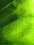 Green Elephant Photograph by Deborah Smith