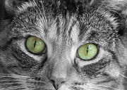 Green Eyes Photograph by Cathy Kovarik