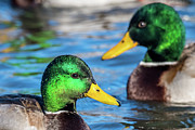 Green Heads Photograph by Paul Freidlund Green Heads Photograph by Paul Freidlund
