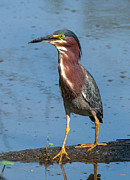 Green Heron DMSB0086 Photograph by Gerry Gantt Green Heron DMSB0086 Photograph by Gerry Gantt