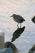 Green Heron in Pink Waters Photograph by Robert Banach