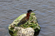 Green Heron Ruffled Feathers Photograph by Barbara Bowen Green Heron Ruffled Feathers Photograph by Barbara Bowen