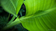 Green Leaves No. 1 Photograph by Todd Blanchard
