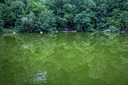 green reflections at the Tanzteich, Harz Photograph by Andreas Levi
