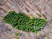 Green Trees Island in forest drone photography Photograph by Matthias Hauser Green Trees Island in forest drone photography Photograph by Matthias Hauser