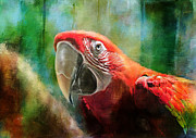 Green Winged Macaw Digital Art by Lois Bryan