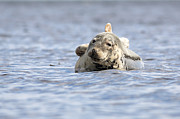 Common Seal Photograph by Grant Glendinning Common Seal Photograph by Grant Glendinning