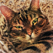 Griffin My Bengal Cat Digital Art by Alicia Hollinger
