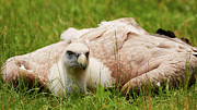 Griffon vulture Photograph by Nick Biemans