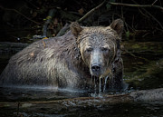 Grizzly Photograph by Randy Hall
