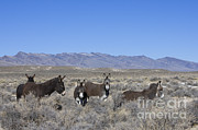 Group Of Burros In Nevada Photograph by Jean-Louis Klein & Marie-Luce Hubert