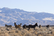 Group Of Burros Photograph by Jean-Louis Klein & Marie-Luce Hubert