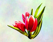 Group of Red Tulips Photograph by Susan Savad Group of Red Tulips Photograph by Susan Savad