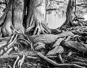 Guadalupe Bald Cypress in Black and White Photograph by Michael Tidwell