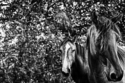 Guardian of his mate Photograph by Toni Hopper