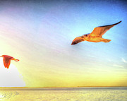 Gull In Sky Digital Art by Kathleen Illes