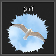 Gull     Photograph by Holden The Moment