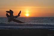 Gulls Flying Off Into Sunrise Photograph by Robert Banach Gulls Flying Off Into Sunrise Photograph by Robert Banach