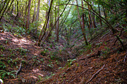 Gully on Mt Tamalpais #2 Photograph by Ben Upham III