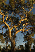 Gum Tree at Sunset Photograph by Werner Padarin