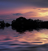 Sunset Flock Photograph by Jessica Jenney