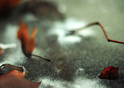 Haiku Photograph by Rebecca Sherman