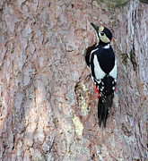 Hairy woodpecker male bird Photograph by Elenarts - Elena Duvernay photo