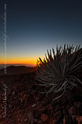 Haleaklaka Plantlife Photograph by Nikolai Martusheff Haleaklaka Plantlife Photograph by Nikolai Martusheff