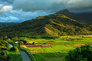 Hanalei Valley Taro Fields Photograph by James Eddy Hanalei Valley Taro Fields Photograph by James Eddy