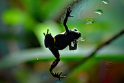 Hang in There Photograph by Michael Brungardt