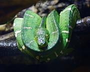 Hangin' Out -- Emerald Tree Boa at California Academy of Sciences, San Francisco, California Photograph by Darin Volpe Hangin' Out -- Emerald Tree Boa at California Academy of Sciences, San Francisco, California Photograph by Darin Volpe