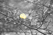 Hanging Fairy Lantern Photograph by Sharon Popek