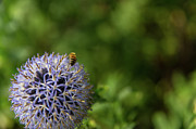 Happy Bee Photograph by Lora Lee Chapman
