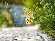 Sprinklers in June Photograph by Rachel Morrison